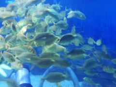 -烟台海昌鲸鲨海洋公园