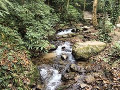-莫里热带雨林景区