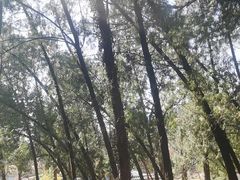 -泰山风景名胜区-普照寺