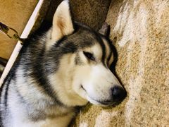 -more than meow吴止猫主题餐厅(承德 中船汇店)