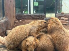 -大连森林动物园