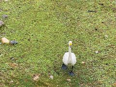 -北京麋鹿生态实验中心