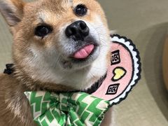 -逗柴咖啡屋·狗咖猫咖宠物桌游
