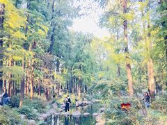 -上海共青森林公园