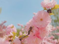 -石家庄市植物园