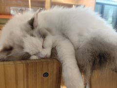 -平行世界·猫咖(首经贸店)