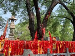 -大槐树寻根祭祖园