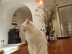 -有猫主题·治愈系猫咖(曾厝垵店)