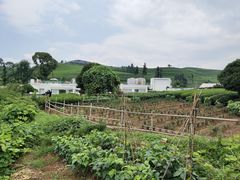 -龙坞茶村