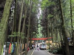 -武陵山森林公园