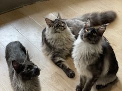 -十年猫舍·猫咪专门店(普陀店)