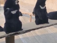 -东方熊牧场