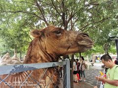 -长白岛森林公园