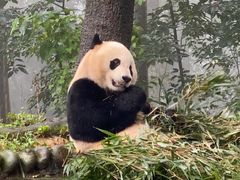 -中国大熊猫保护研究中心雅安碧峰峡基地