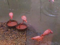 景观位-麒麟中餐厅·经典粤菜·地道菜式老字号(广州长隆酒店)
