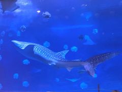 -烟台海昌鲸鲨海洋公园