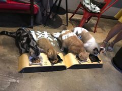 -咖法森林·咖啡  酒吧(天河店)