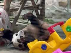 -栾川竹海野生动物园