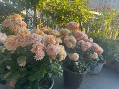 -砂之船奥特莱斯(合肥店)