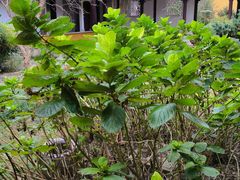 -重元寺香积厨素斋馆