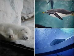 -珠海长隆海洋王国