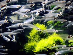 -迪拜水族馆及水下动物园