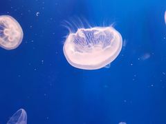 -江和美海洋公园