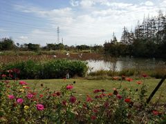-上海长兴岛郊野公园