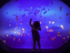 -梦幻海洋王国(吾悦广场张家港店)