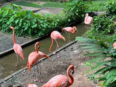 -清迈夜间动物园