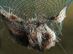 -会江钓鱼钓虾烧烤场