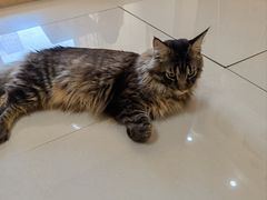 -鼓捣猫呢主题猫咖店