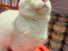 -三花喵·撸猫购宠·宠物生活馆(虹桥南丰城店)