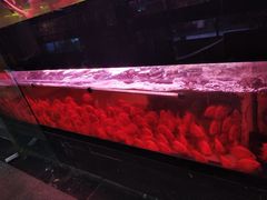 -中环花鸟鱼虫市场