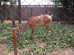 -北京麋鹿生态实验中心