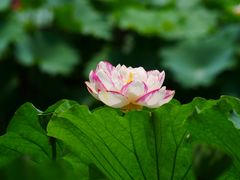 -陈家山荷花公园