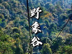 -野象谷景区