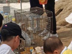 -前小桔亲子创意农场·草莓采摘·露营烧烤