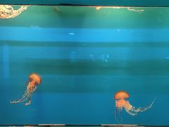 -乌鲁木齐海洋馆