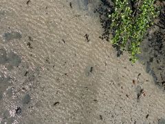 -北海金海湾红树林生态旅游区