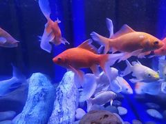 -宜昌富力皇冠假日酒店·咖啡1号西餐厅