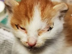 -严国平动物医院(德政总院)