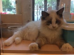 -Pets First伊珊娜洗护·精致美容·家庭式寄养(新会路店)