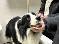 -关爱动物医院·心脏·中兽医·异宠(金牛路分院)