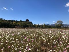 -永定河休闲森林公园