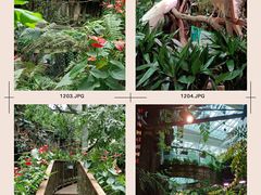 -正佳雨林生态植物园