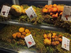 -滇野云南野生菌餐厅(陕西南路店)