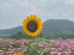 -径山花海