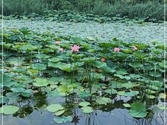 -丁香湖公园