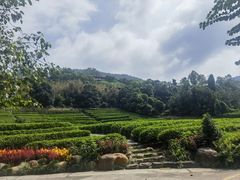 -雁南飞茶田景区